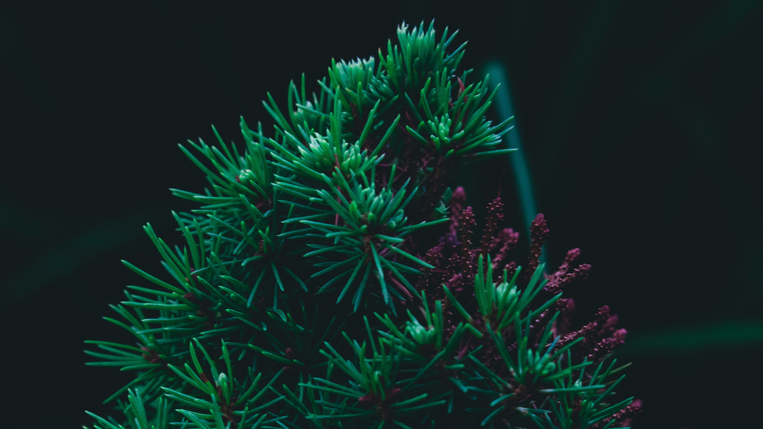 Обои сосна, пихта, зеленый, елка, дерево в разрешении 2560x1440