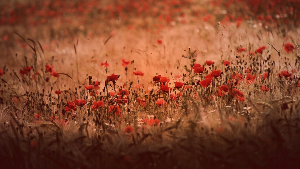 Обои растение, цветок, осень, полевой цветок, завод в разрешении 1280x720