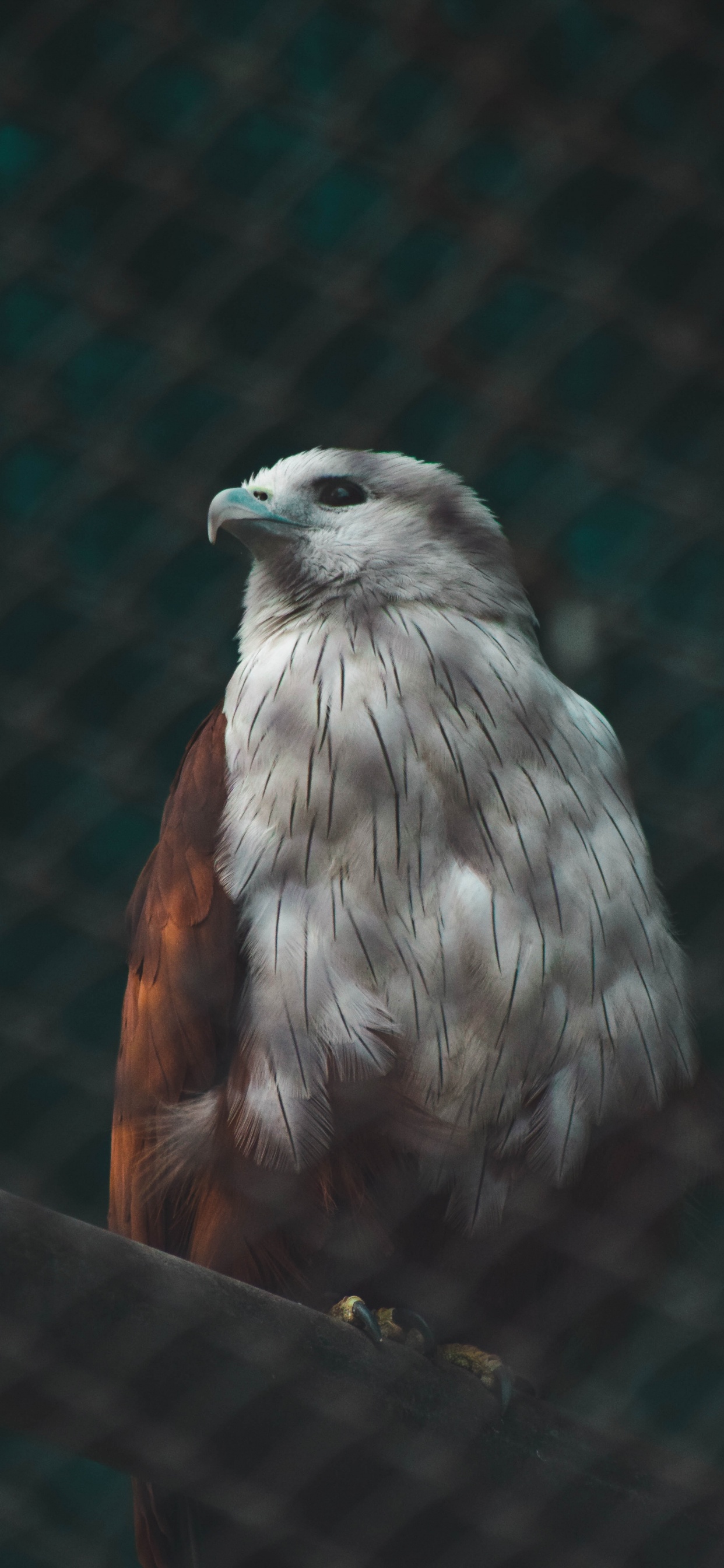 Обои клюв, accipitriformes, перо, Сокол, ястреб в разрешении 1242x2688