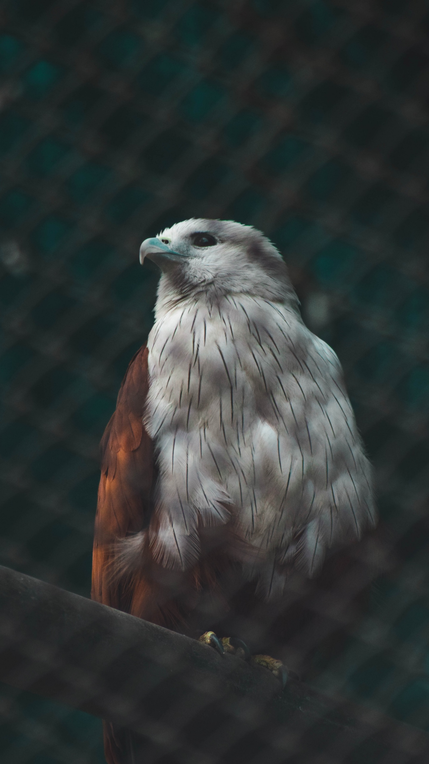 Обои клюв, accipitriformes, перо, Сокол, ястреб в разрешении 1440x2560