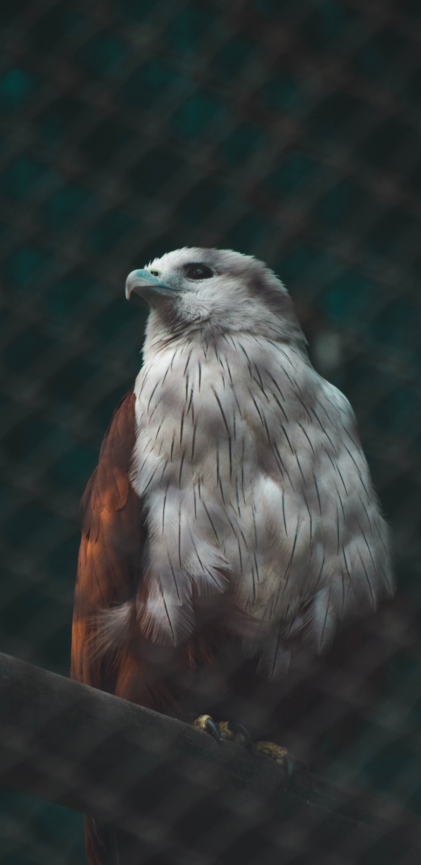 Обои клюв, accipitriformes, перо, Сокол, ястреб в разрешении 1440x2960