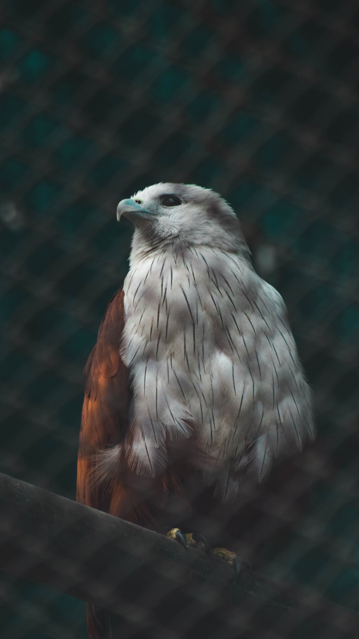 Обои клюв, accipitriformes, перо, Сокол, ястреб в разрешении 720x1280