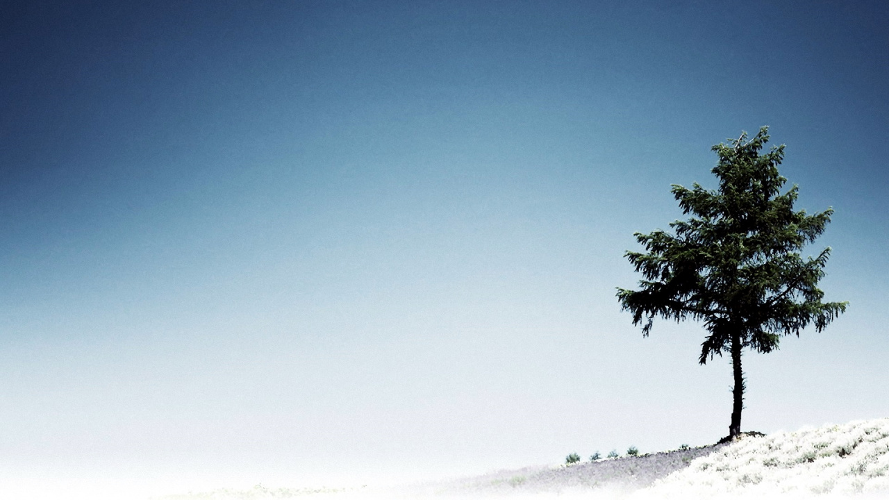 Обои дерево, синий, дневное время, атмосфера, облако в разрешении 1280x720