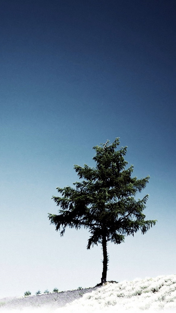 Обои дерево, синий, дневное время, атмосфера, облако в разрешении 720x1280