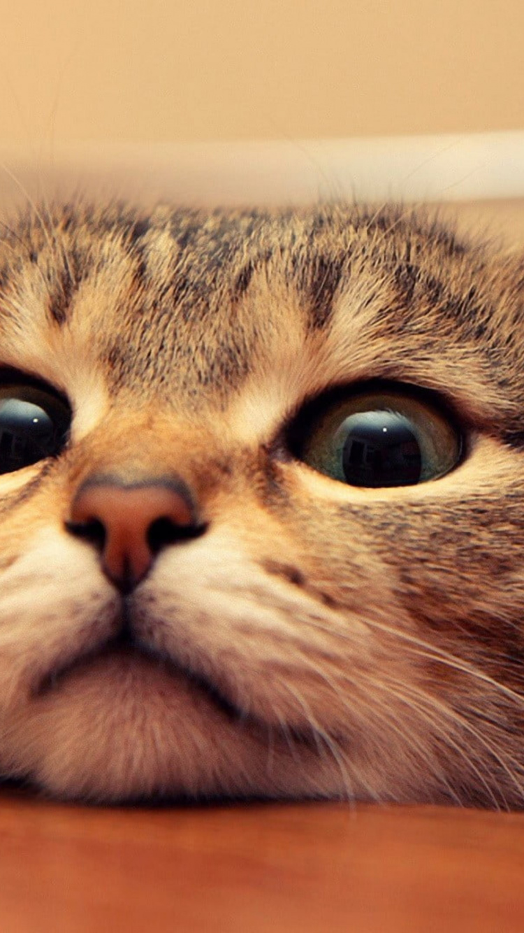 Обои кот, котенок, привлекательность, голова, глаз в разрешении 750x1334