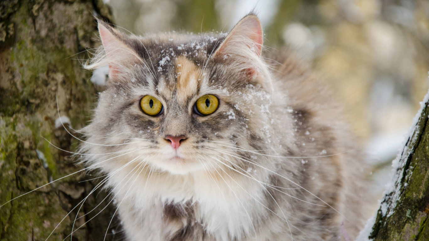 Обои бакенбарды, Сибирская кошка, мейн кун, норвежский лесной кот, эгейская кошка в разрешении 1366x768