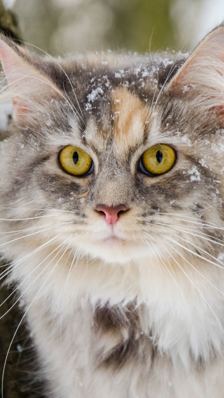 Обои бакенбарды, Сибирская кошка, мейн кун, норвежский лесной кот, эгейская кошка в разрешении 720x1280
