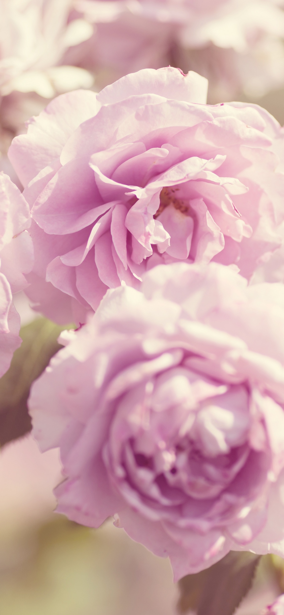 Обои цветок, сад роз, растение, лаванда, пурпур в разрешении 1125x2436