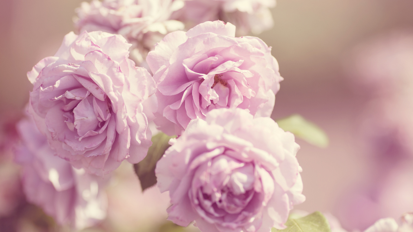 Обои цветок, сад роз, растение, лаванда, пурпур в разрешении 1366x768