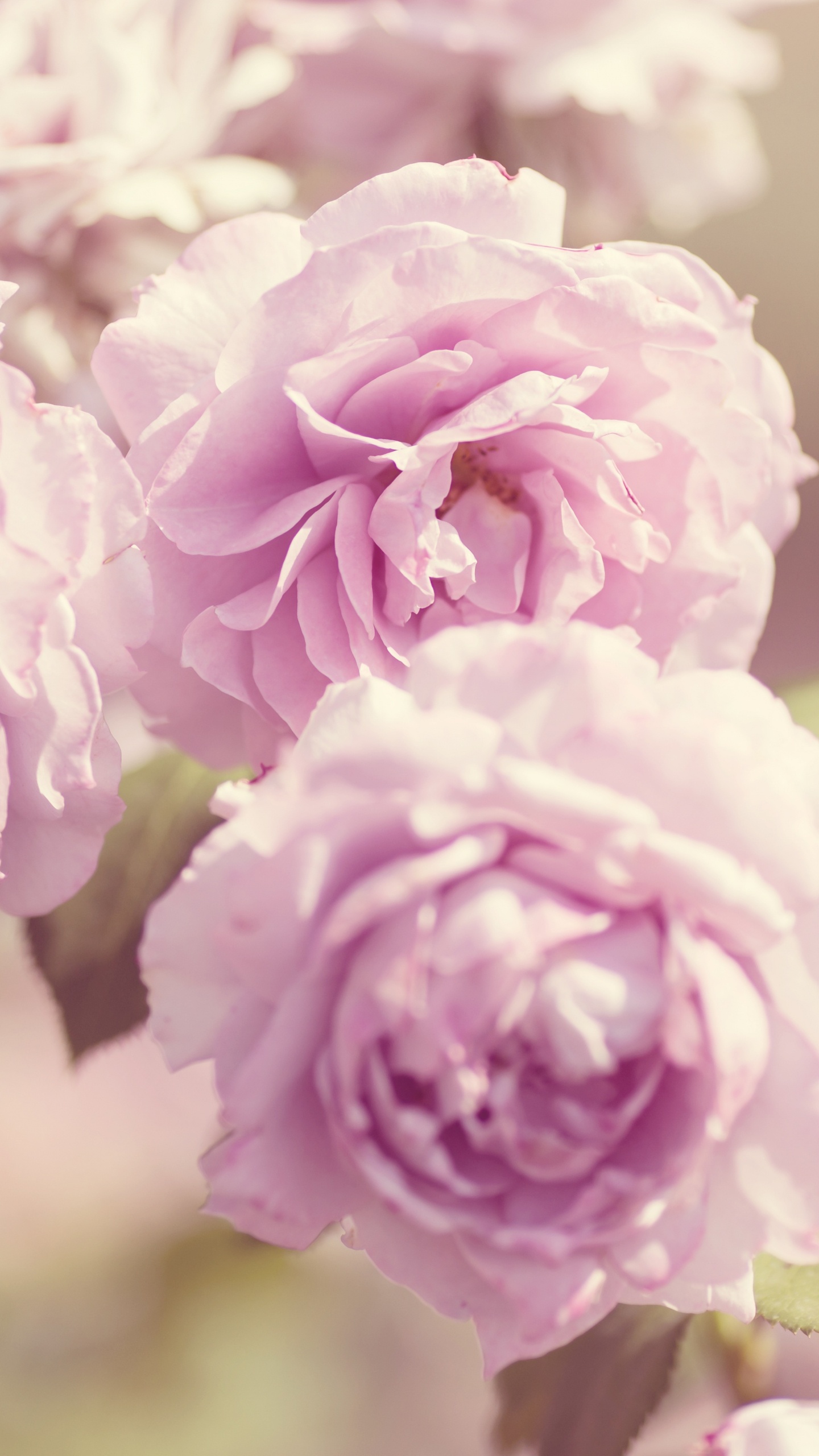 Обои цветок, сад роз, растение, лаванда, пурпур в разрешении 1440x2560