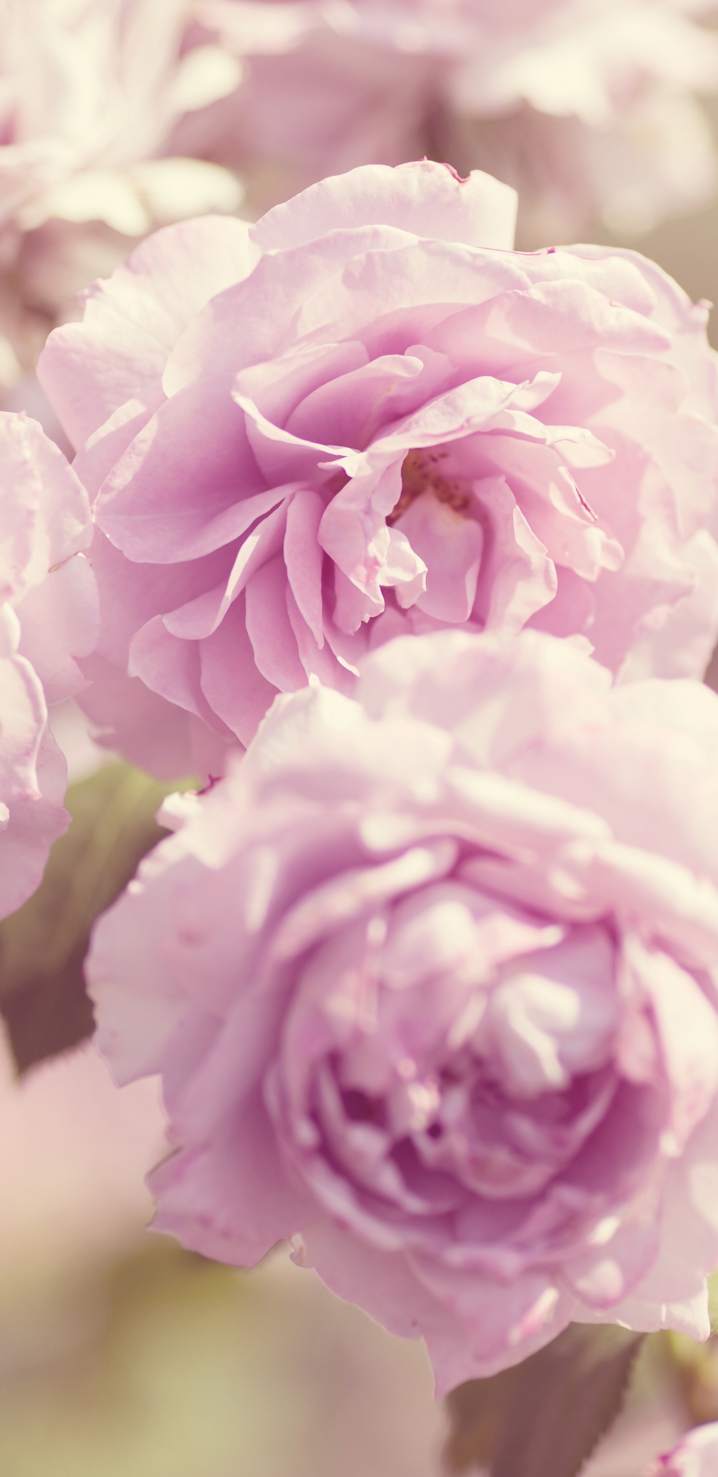 Обои цветок, сад роз, растение, лаванда, пурпур в разрешении 1440x2960