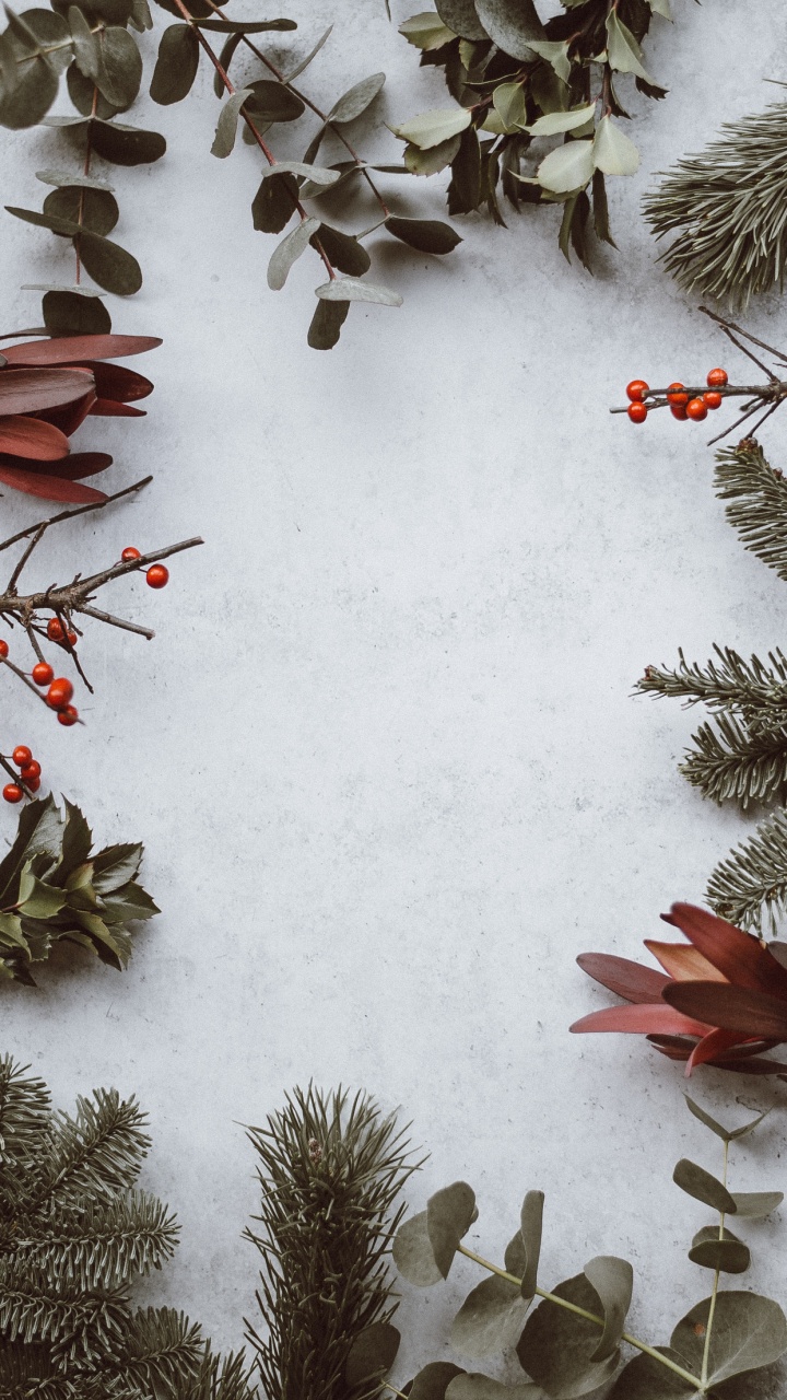 Обои эстетика, растение, снег, прут, ветвь в разрешении 720x1280