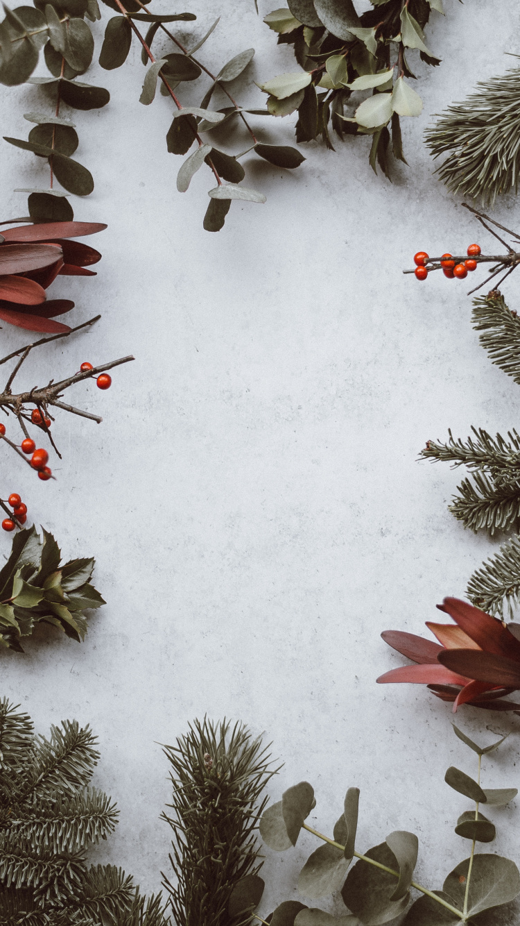 Обои эстетика, растение, снег, прут, ветвь в разрешении 750x1334