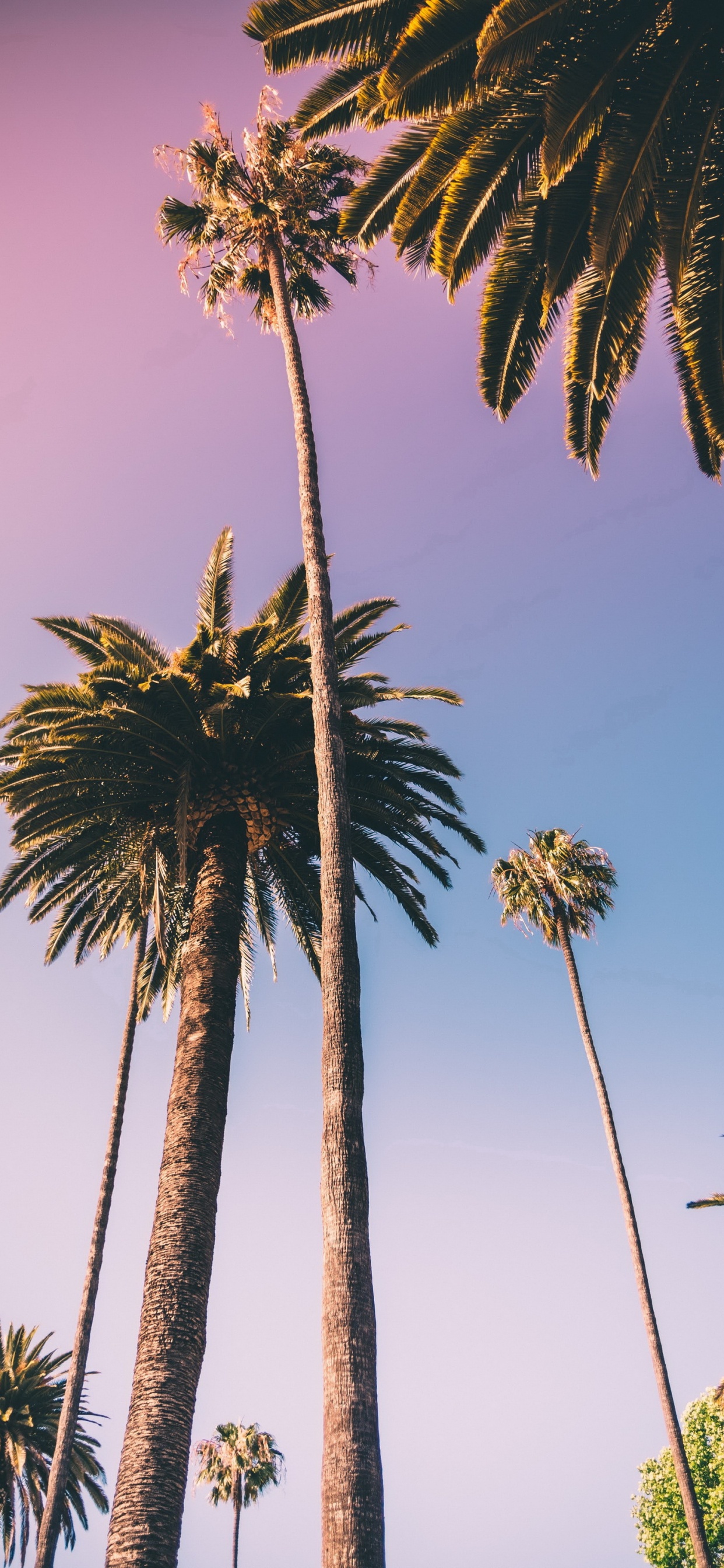 Обои borassus flabellifer, растение, Кокос, финиковая пальма, дерево в разрешении 1242x2688