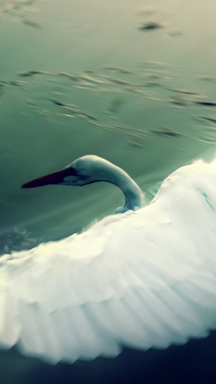 Обои Лебедь, вода, птица, водоплавающие птицы, крыло в разрешении 720x1280