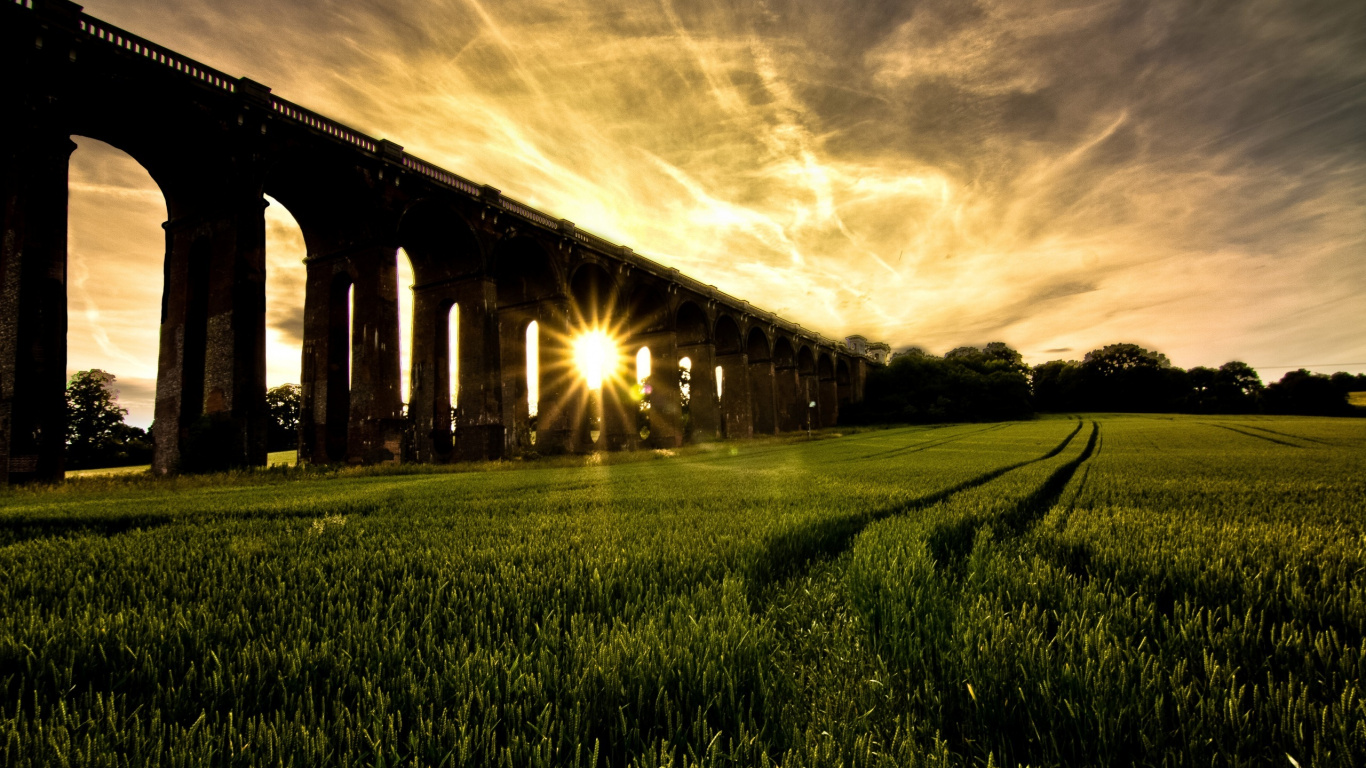 Обои поле, облако, дерево, утро, пейзаж в разрешении 1366x768