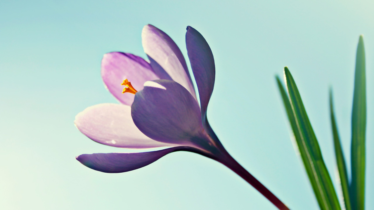 Обои цветковое растение, лепесток, растение, Крокус, цвести в разрешении 1280x720