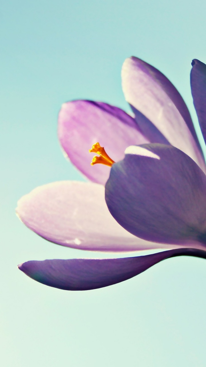 Обои цветковое растение, лепесток, растение, Крокус, цвести в разрешении 720x1280