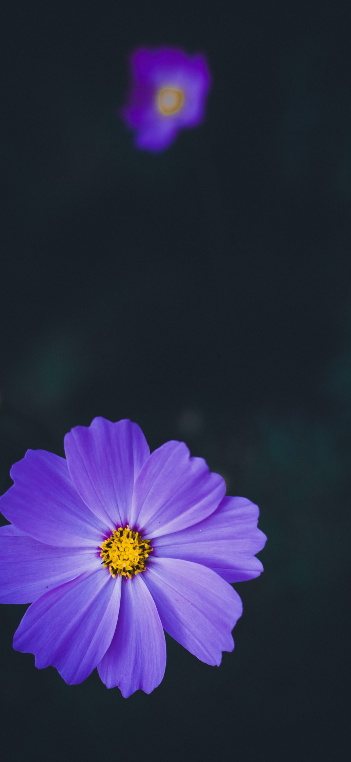 Обои лепесток, цветок, синий, пурпур, Фиолетовый в разрешении 1125x2436