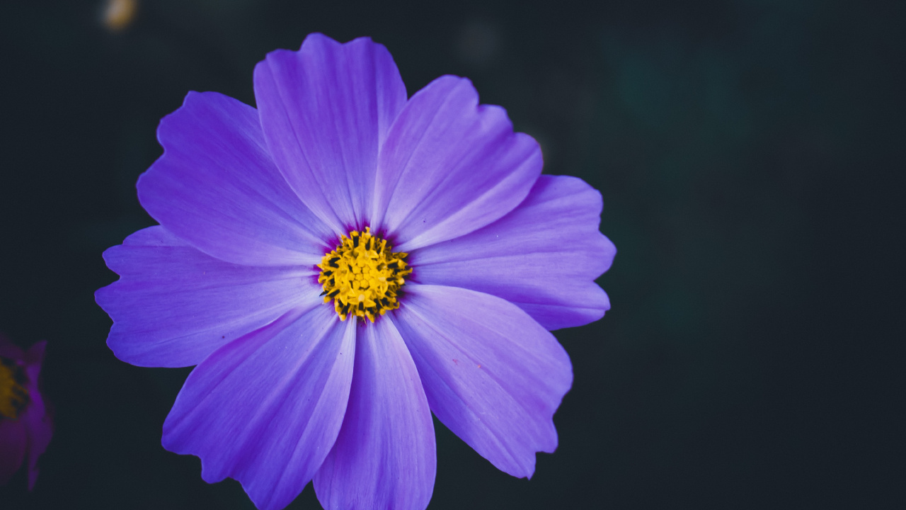 Обои лепесток, цветок, синий, пурпур, Фиолетовый в разрешении 1280x720