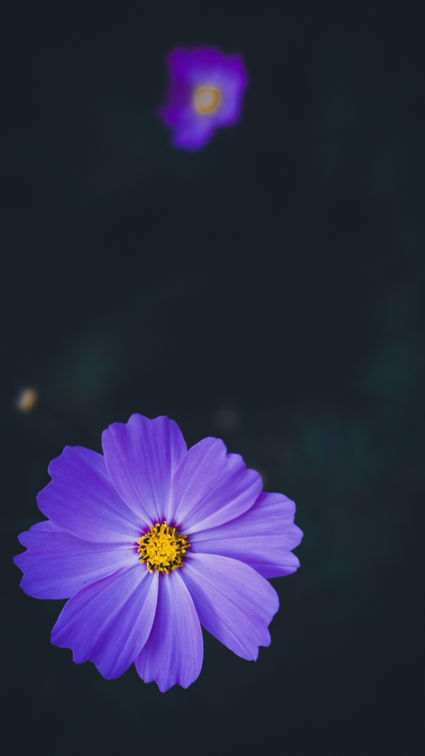 Обои лепесток, цветок, синий, пурпур, Фиолетовый в разрешении 1440x2560