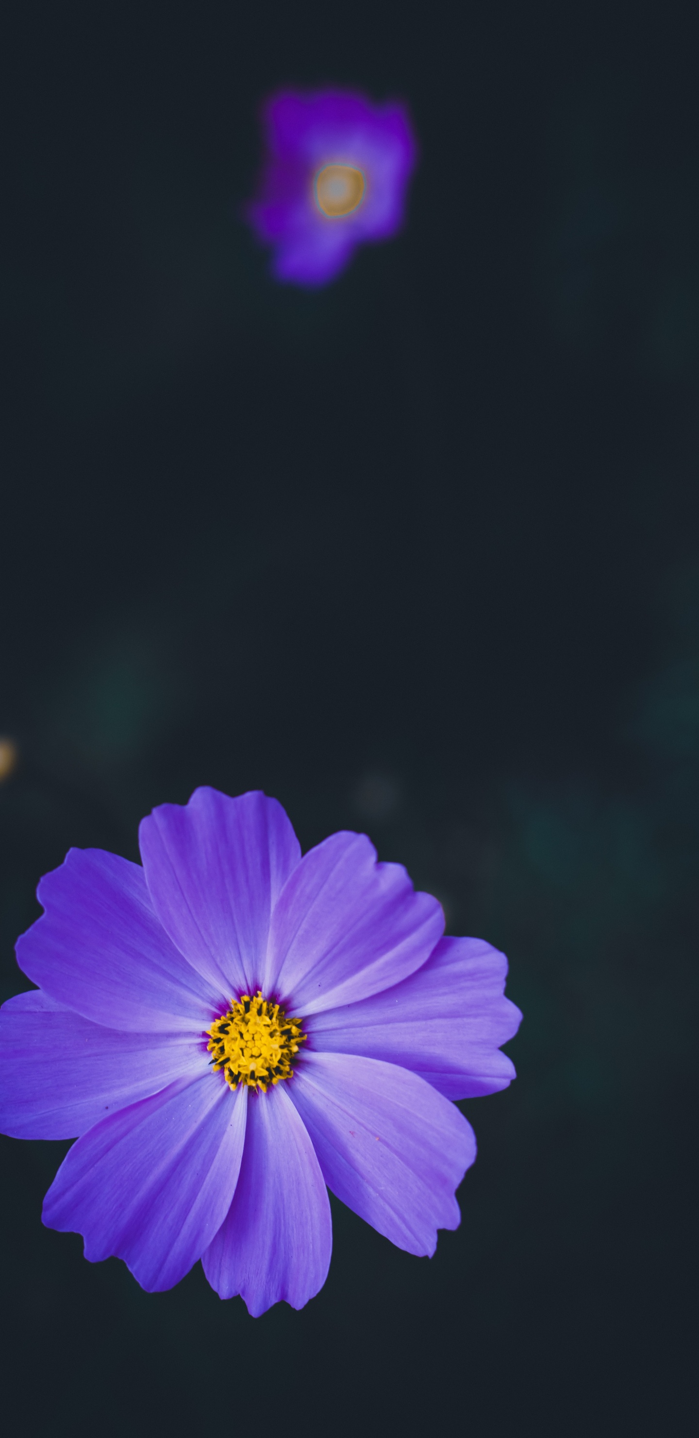 Обои лепесток, цветок, синий, пурпур, Фиолетовый в разрешении 1440x2960