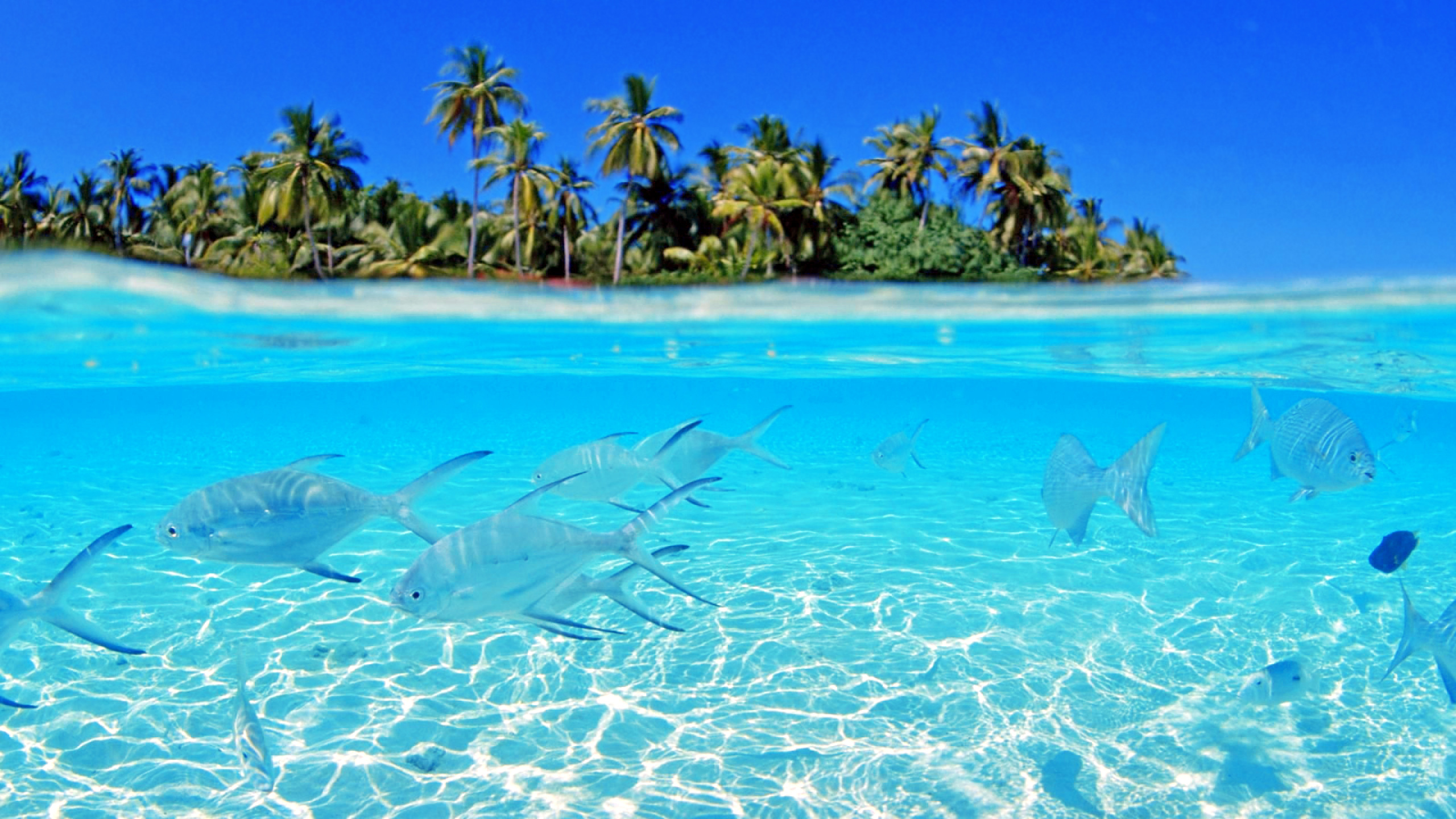 Обои море, вода, Карибский бассейн, Аква, лазурный в разрешении 2560x1440