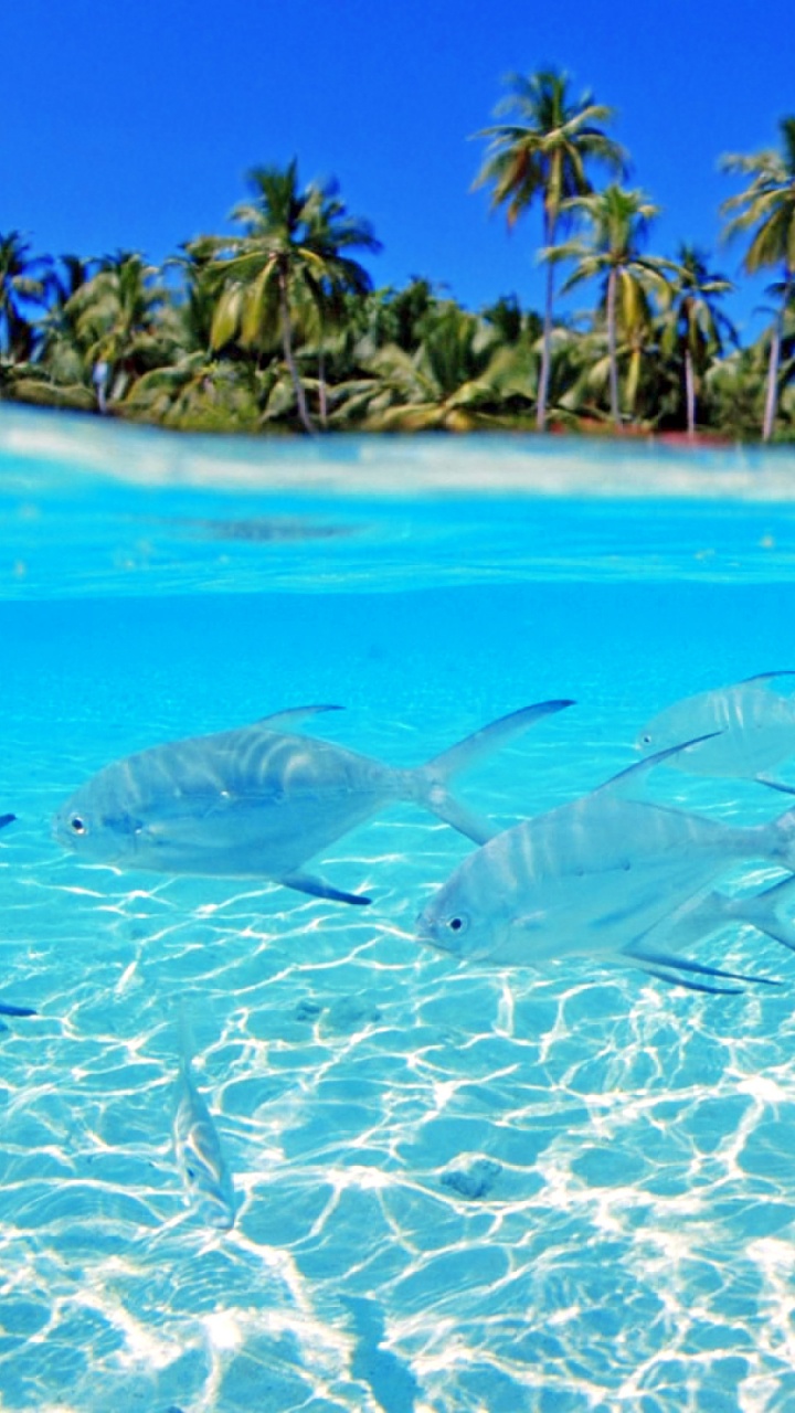 Обои море, вода, Карибский бассейн, Аква, лазурный в разрешении 720x1280