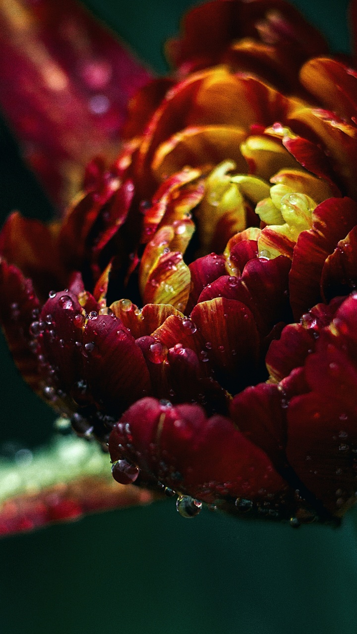 Обои цветок, лепесток, вода, тюльпаны, растение в разрешении 720x1280