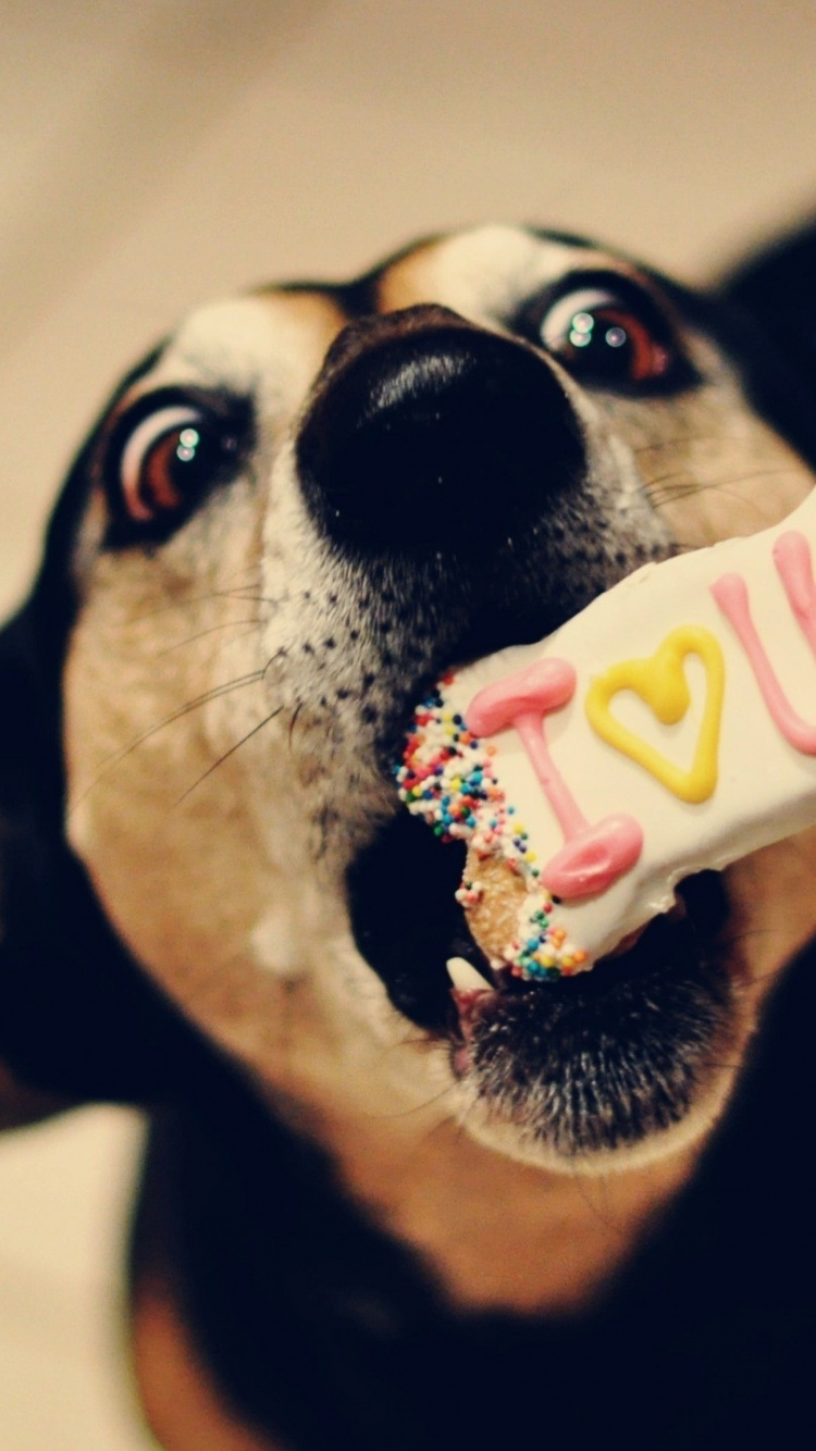 Обои щенок, собака породы, морда, бостонский терьер, ноготь в разрешении 750x1334