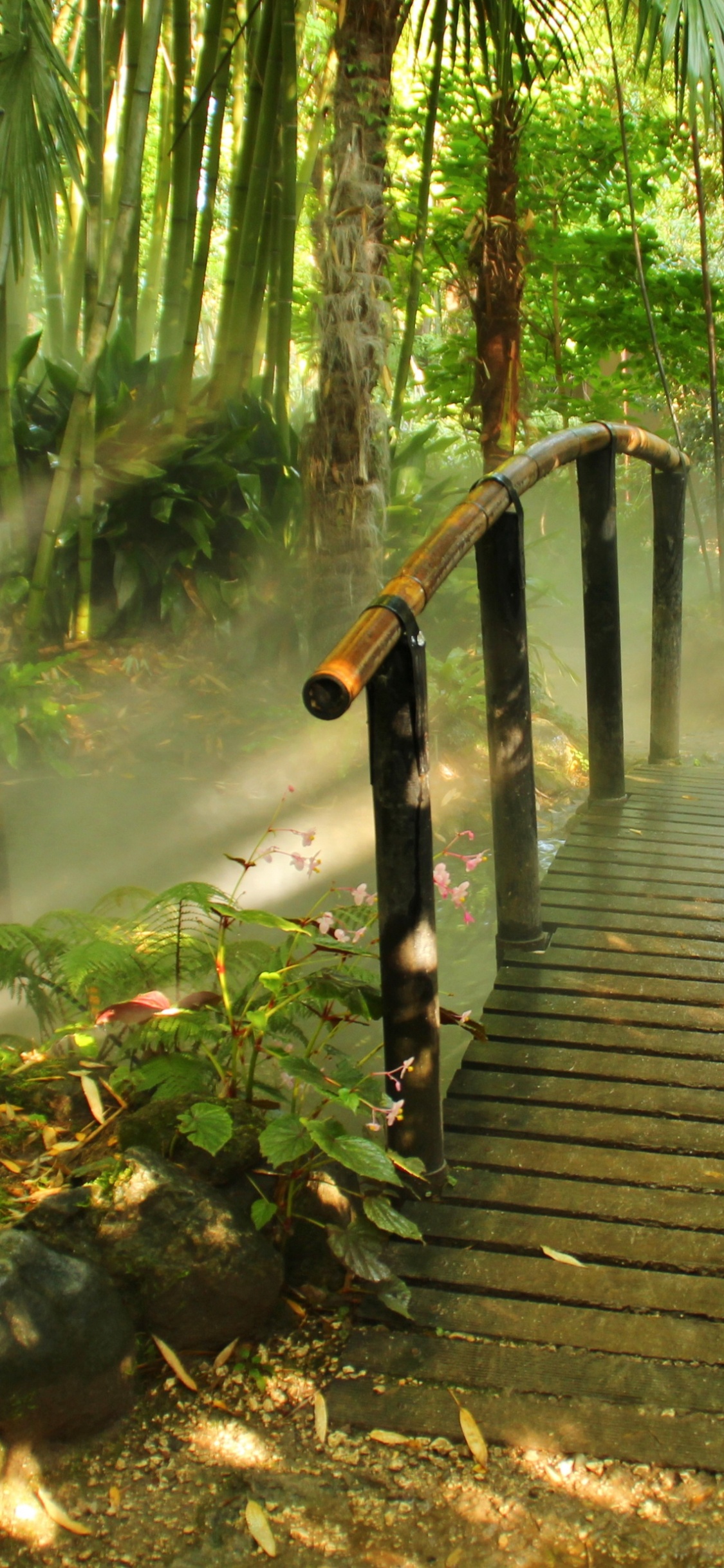 Обои природа, растительность, вода, дерево, природный заповедник в разрешении 1125x2436