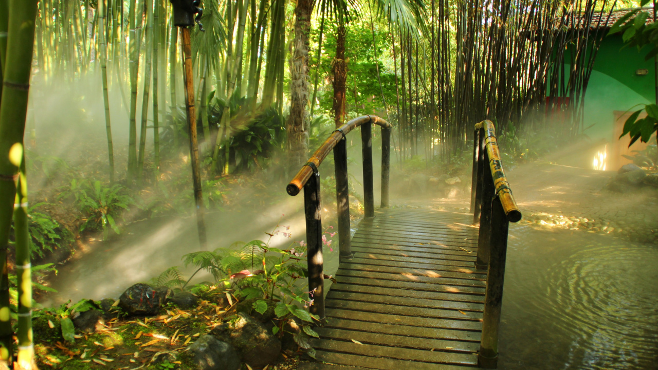 Обои природа, растительность, вода, дерево, природный заповедник в разрешении 1280x720