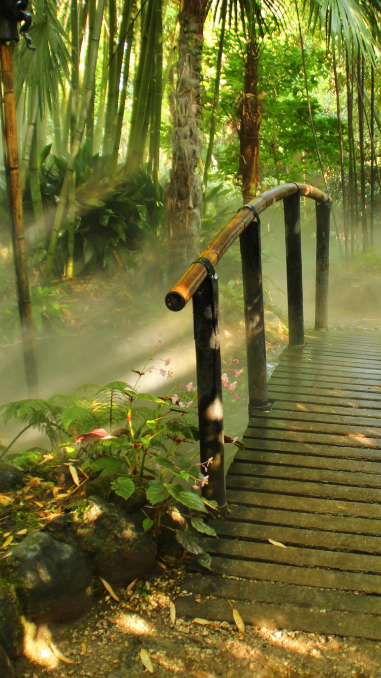 Обои природа, растительность, вода, дерево, природный заповедник в разрешении 750x1334