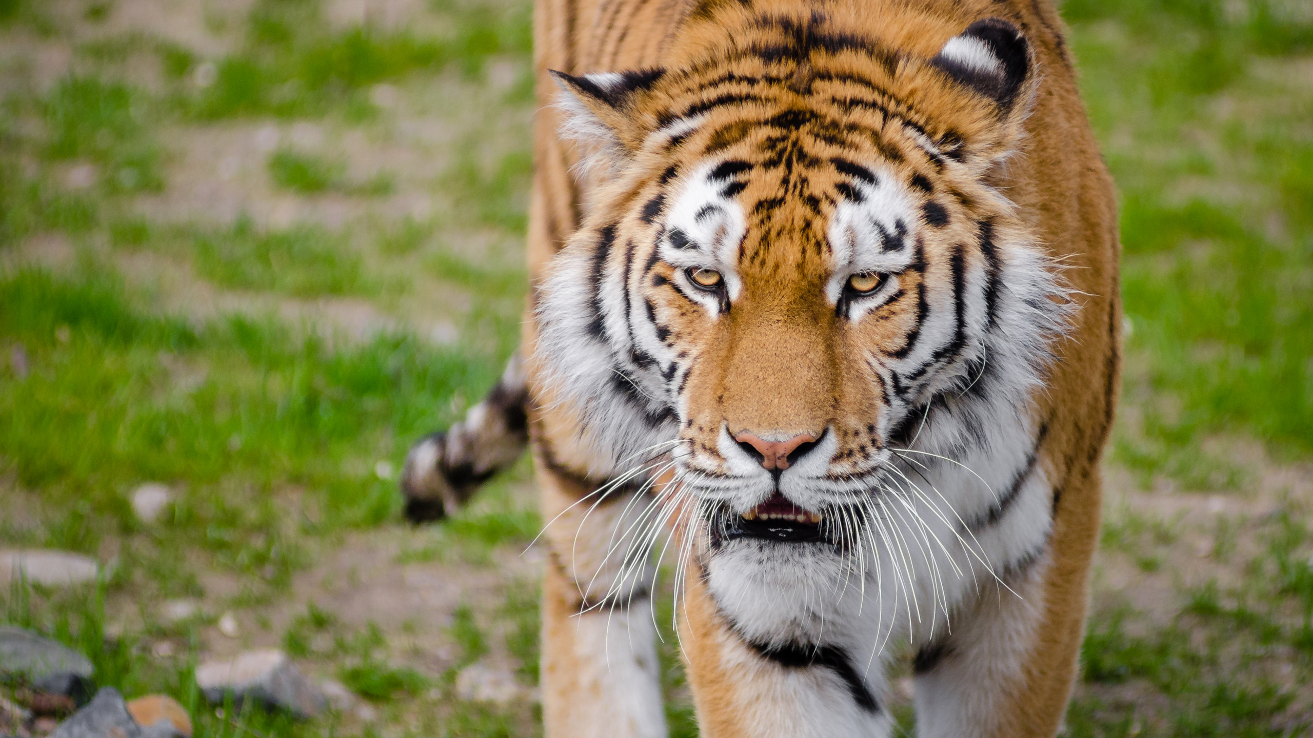 Обои Лев, бенгальский тигр, большая кошка, кот, Амурский тигр в разрешении 2560x1440