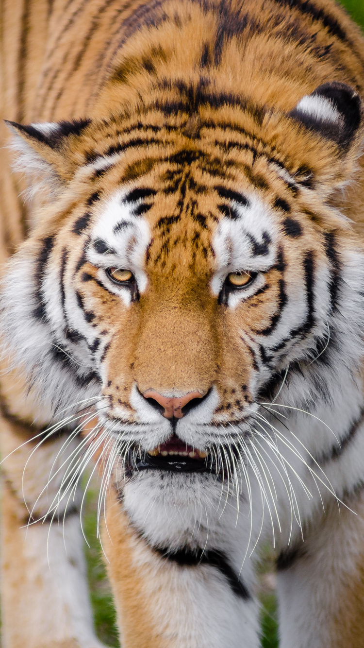 Обои Лев, бенгальский тигр, большая кошка, кот, Амурский тигр в разрешении 750x1334