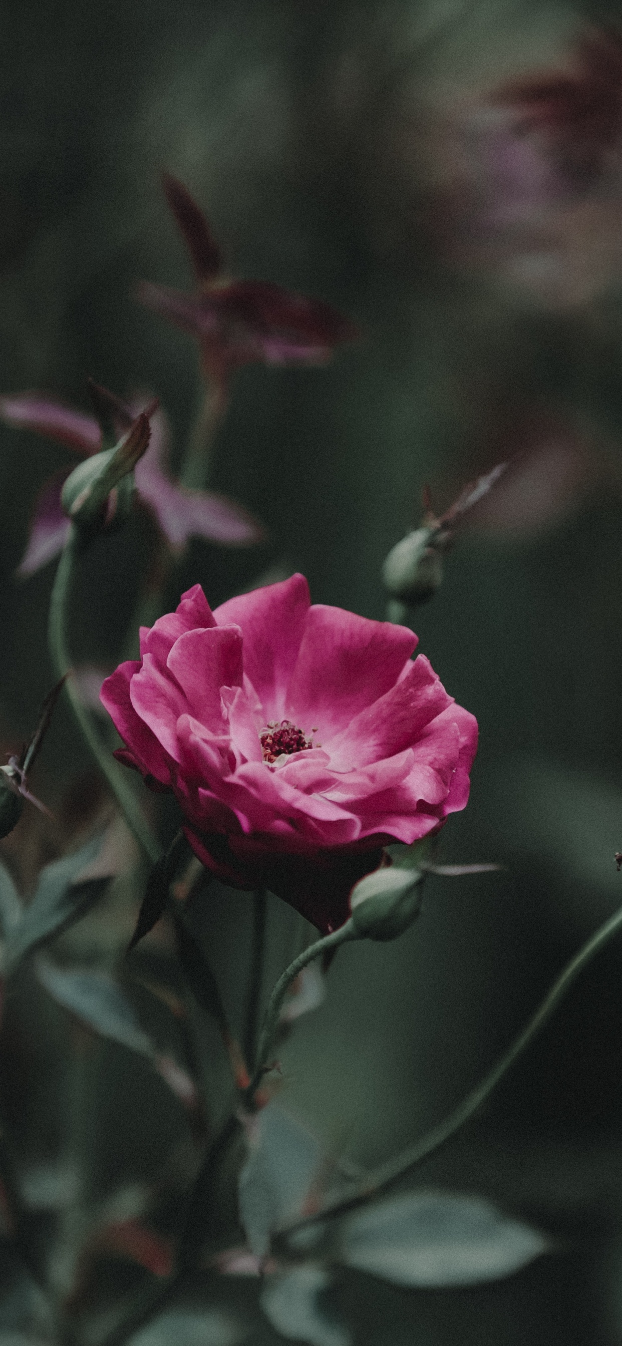 Обои цветковое растение, стебель растения, цветок, лист, розовый в разрешении 1242x2688