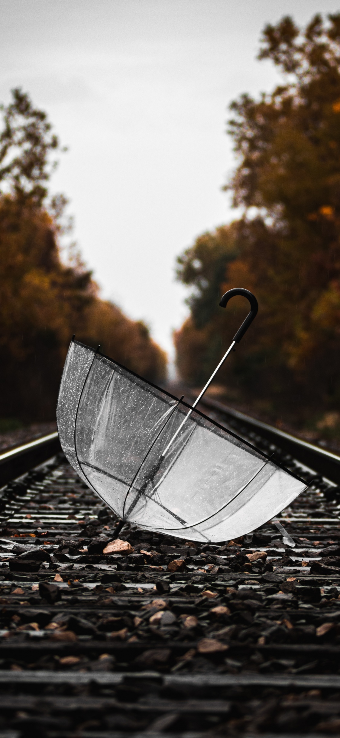 Обои железнодорожный транспорт, лист, вода, дерево, солнечный свет в разрешении 1125x2436