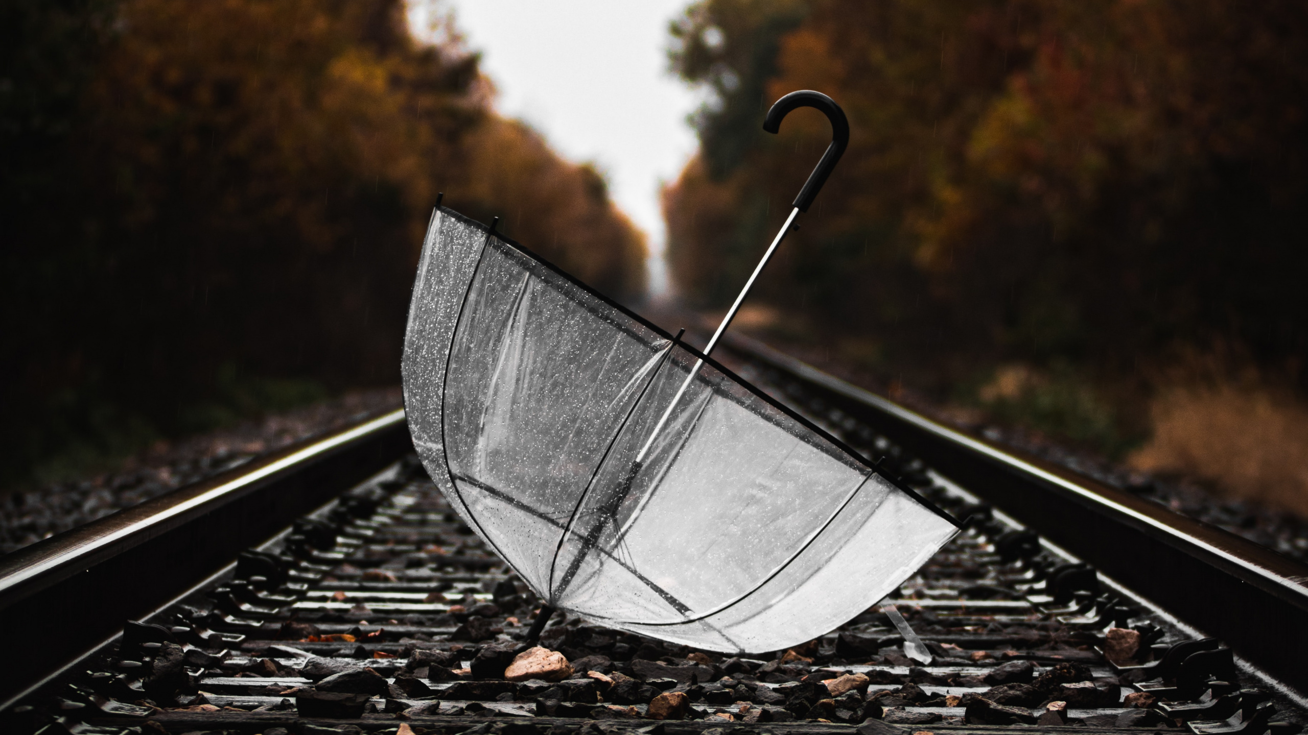 Обои железнодорожный транспорт, лист, вода, дерево, солнечный свет в разрешении 2560x1440