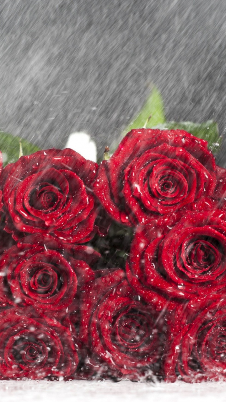 Обои роза любовь цветы, Роза, цветок, цветочный букет, черная роза в разрешении 720x1280