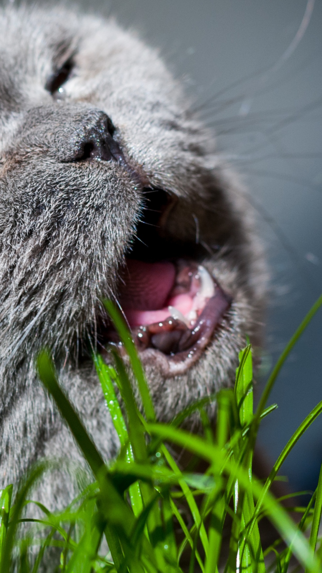 Обои морда, млекопитающее, кошки малого и среднего размера, травянистое растение, живая природа в разрешении 1080x1920