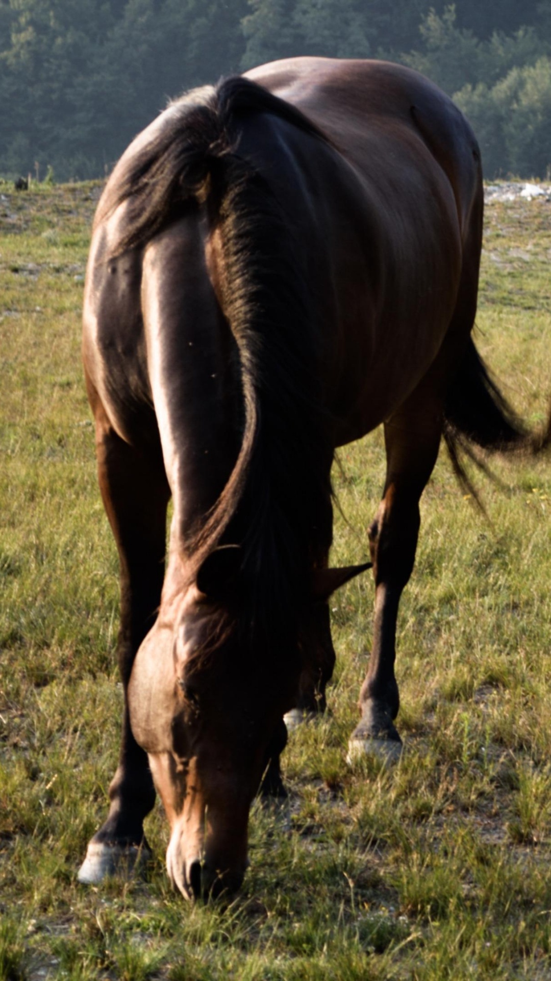 Обои сенокосное угодье, кобыла, конь, выгон, пастбище в разрешении 1080x1920