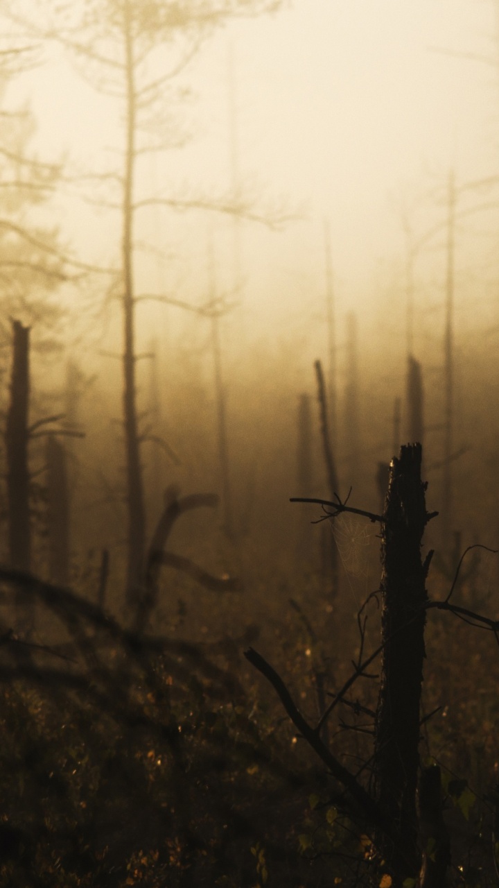 Обои атмосфера, дерево, лес, утро, ветвь в разрешении 720x1280