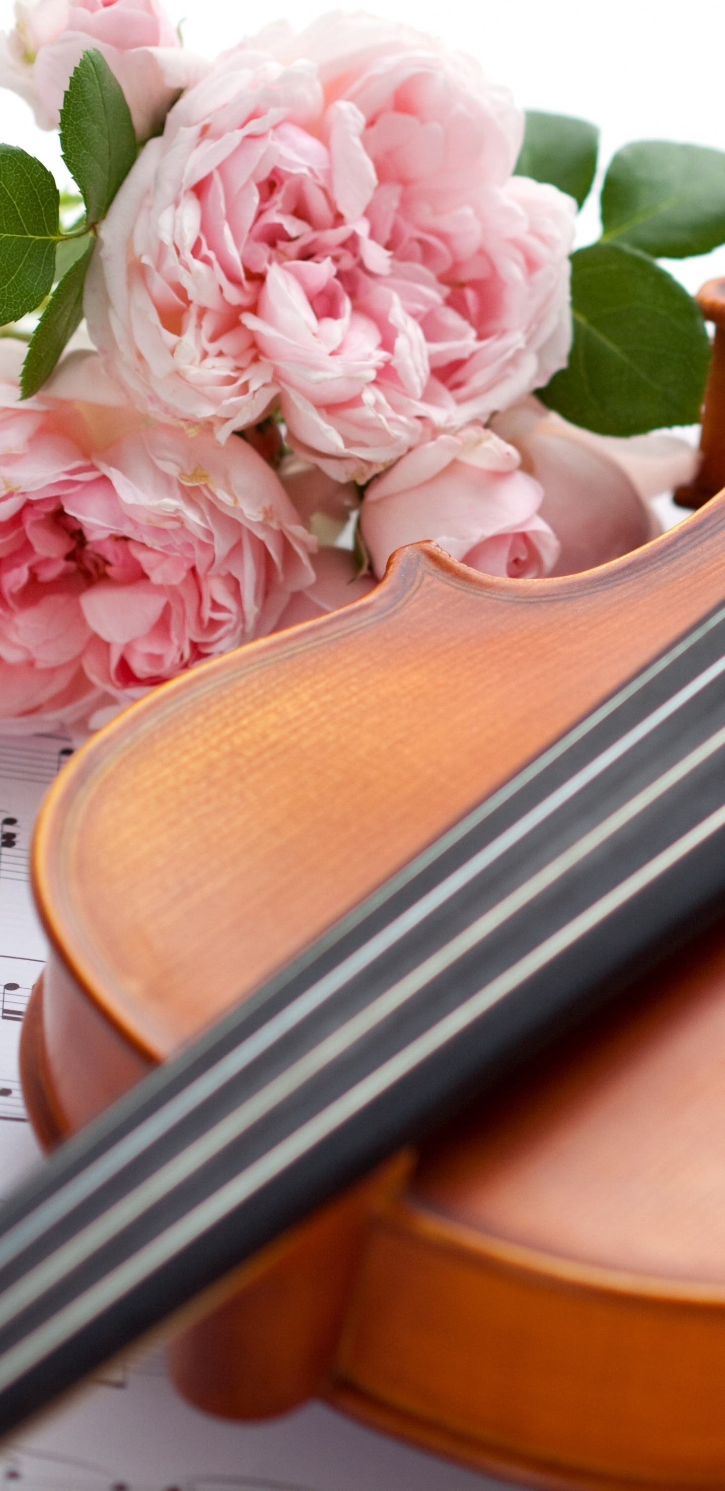 Обои скрипка, виолончель, струнный инструмент, музыкальный инструмент, скрипка семья в разрешении 1440x2960