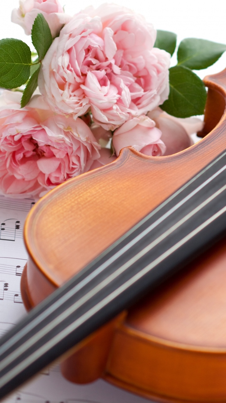 Обои скрипка, виолончель, струнный инструмент, музыкальный инструмент, скрипка семья в разрешении 720x1280