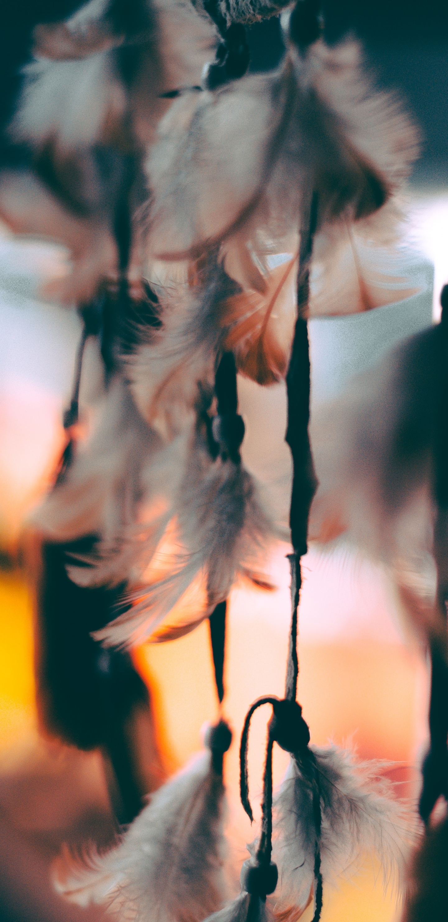 Обои лист, дерево, ветвь, прут, растение в разрешении 1440x2960