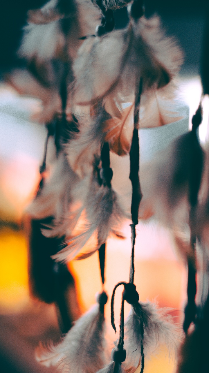 Обои лист, дерево, ветвь, прут, растение в разрешении 720x1280