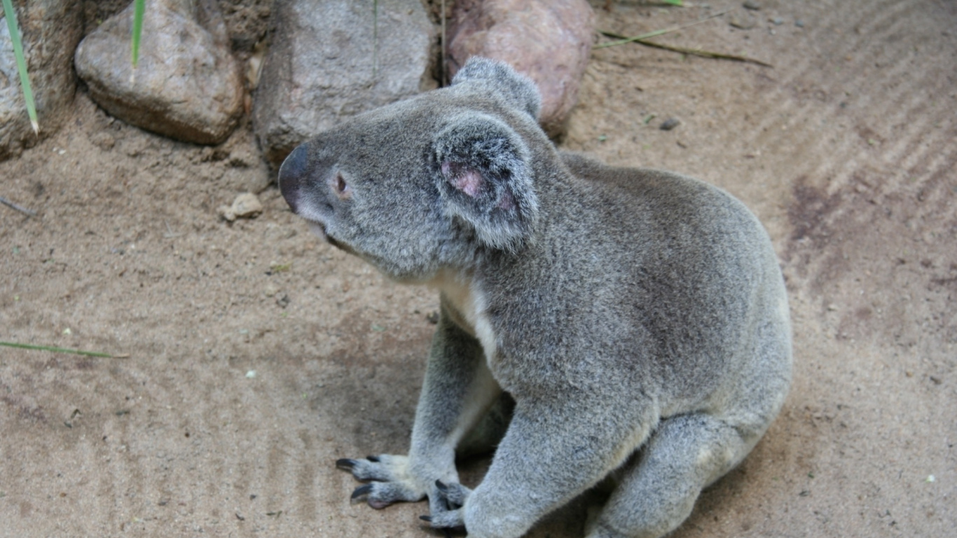 Обои Коала, наземные животные, морда, сумчатое животное, Название поколения в разрешении 1366x768