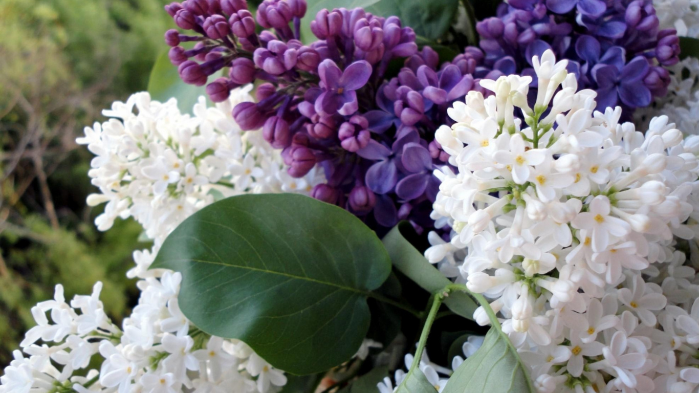 Обои цветковое растение, весна, дерево, цветочный дизайн, ветвь в разрешении 1366x768