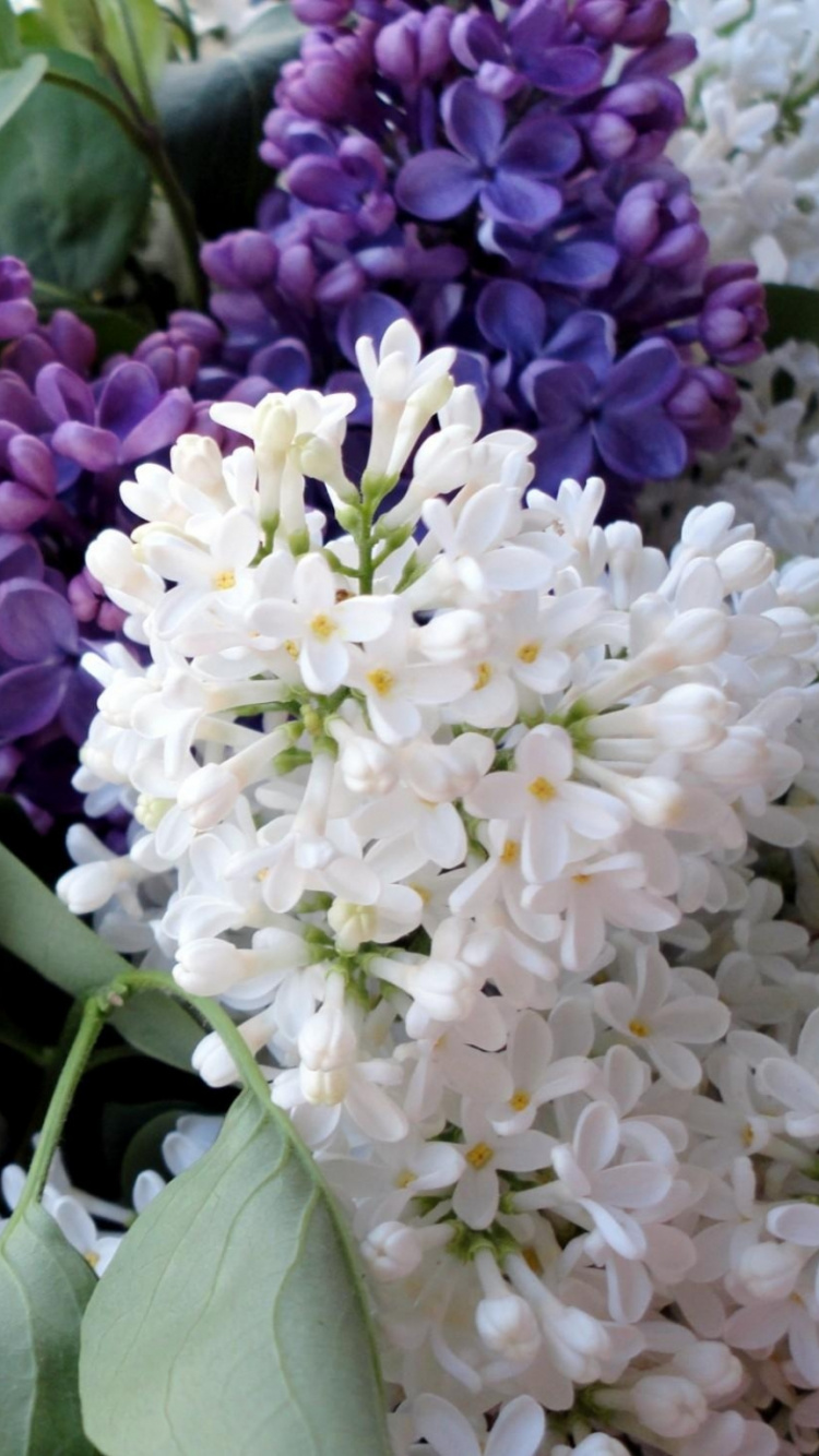 Обои цветковое растение, весна, дерево, цветочный дизайн, ветвь в разрешении 750x1334