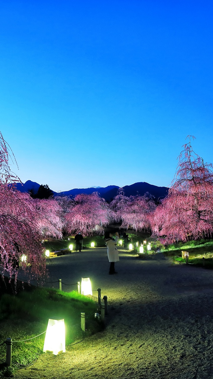 Обои природа, цветение вишни, цветок, дерево, весна в разрешении 720x1280